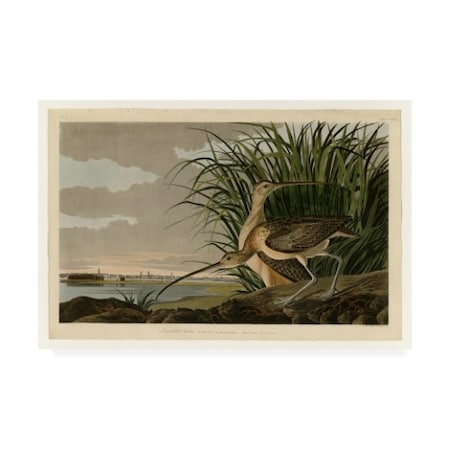 John James Audubon 'Long Billed Curlew' Canvas Art,22x32